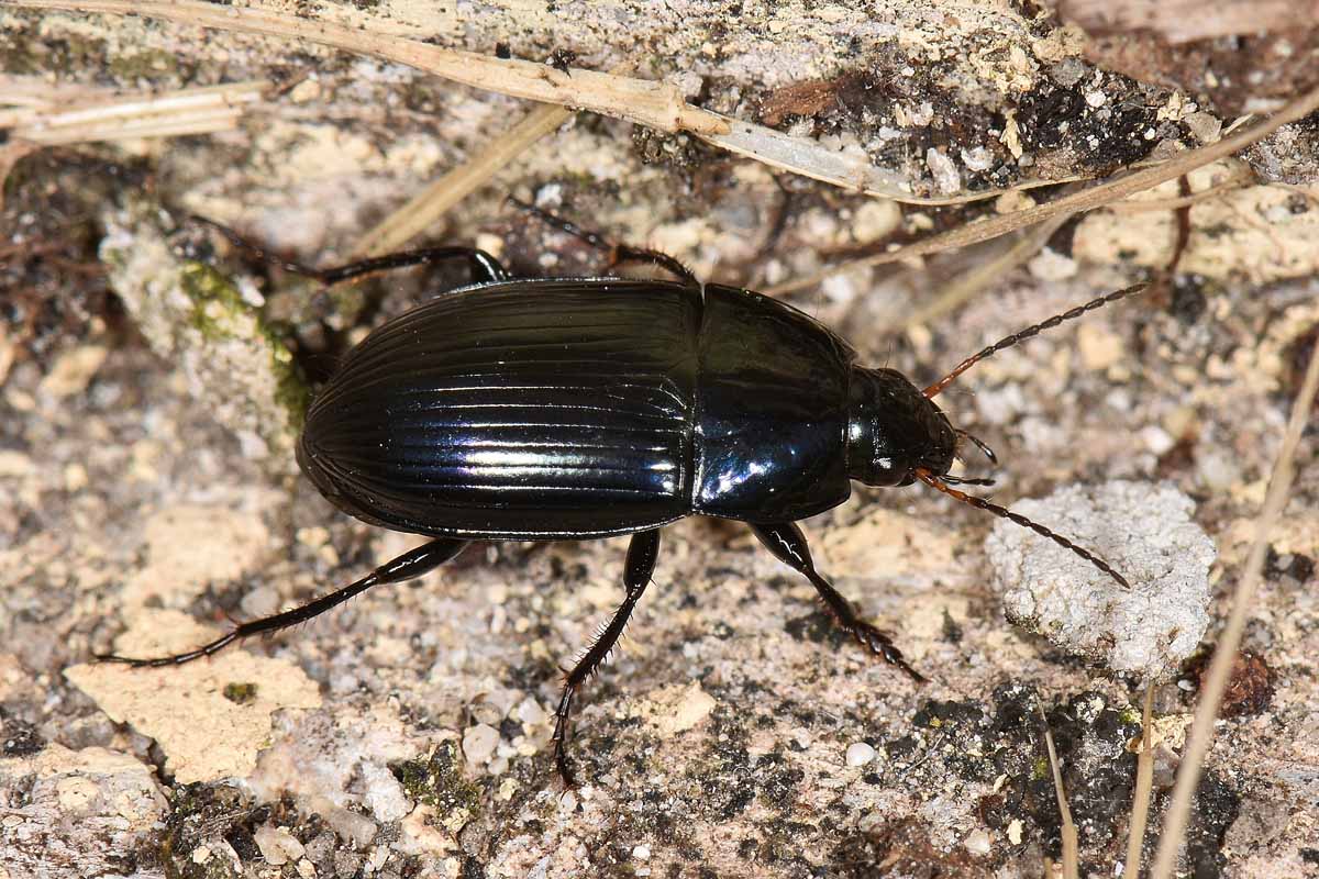 Carabidae:  Amara ovata